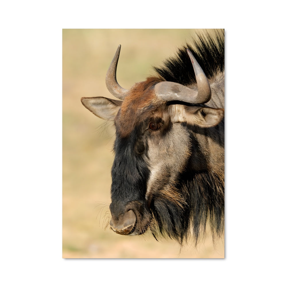 Poster Cornes Majestueuses