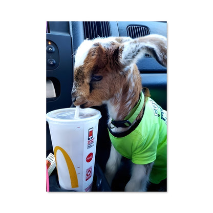 Poster Goat 83628