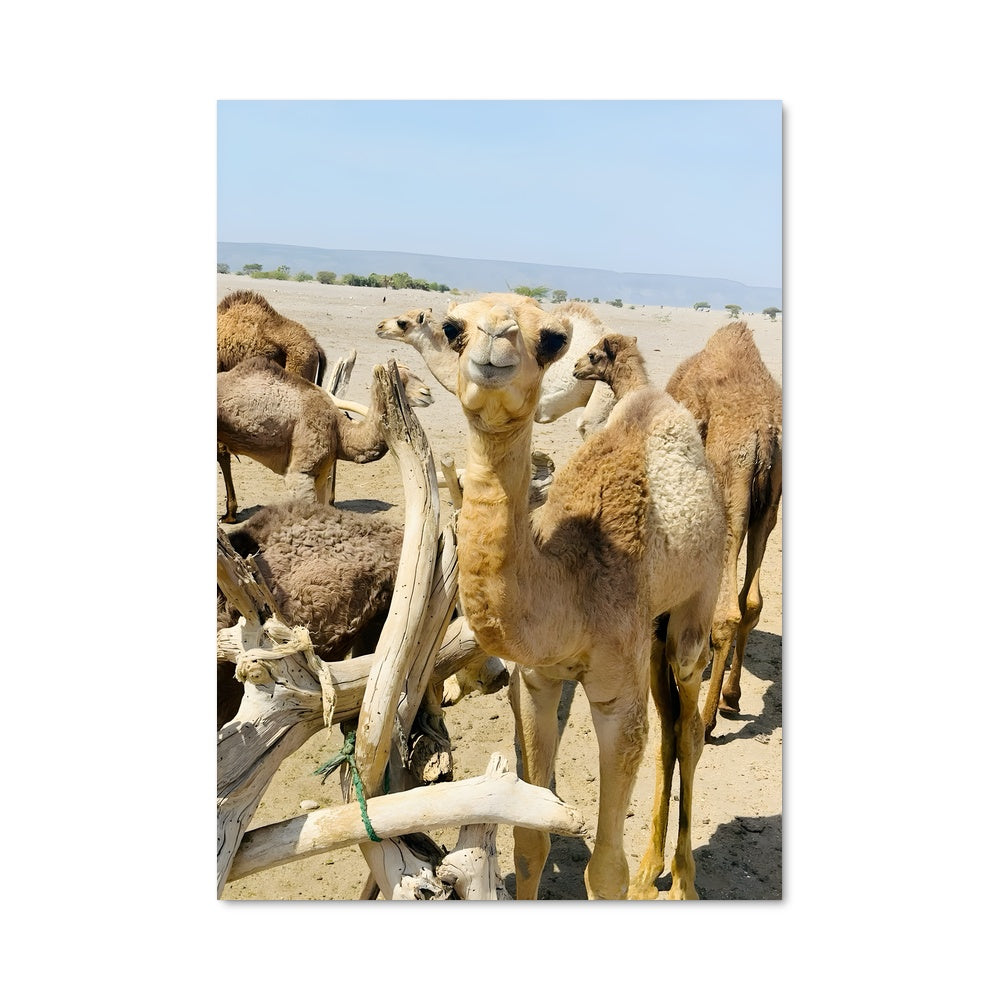 Poster Les Chameaux des Goda