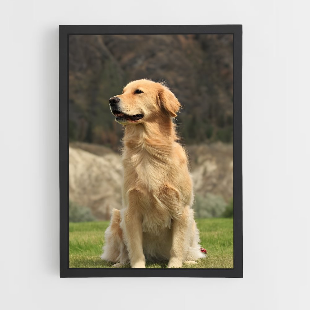 ap-golden retriever-4 cadre Noir