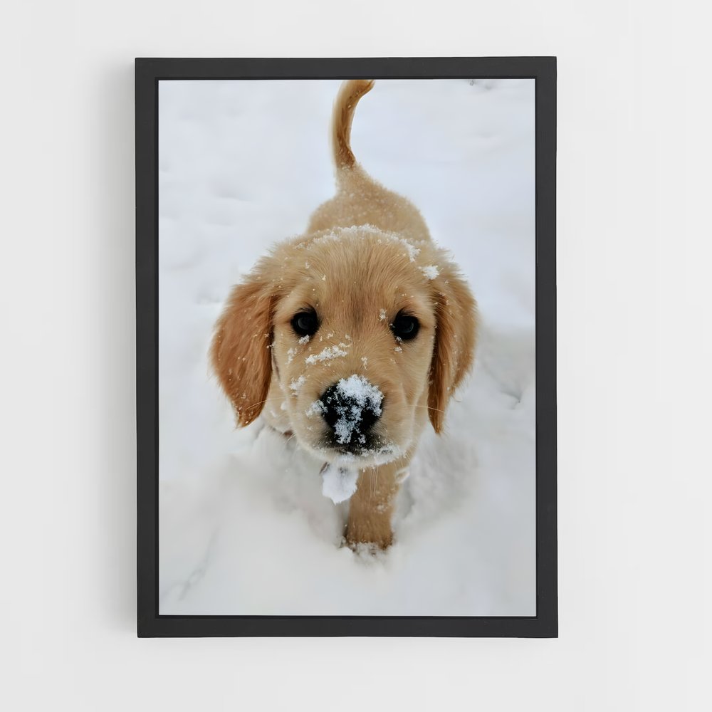 ap-golden retriever-5 cadre Noir