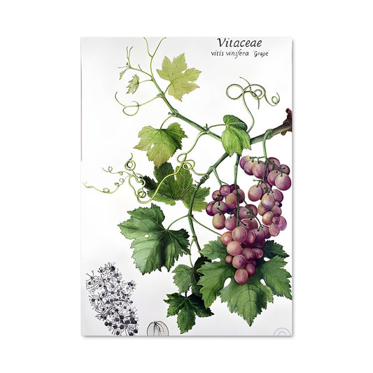 Poster Vigne de Lumière