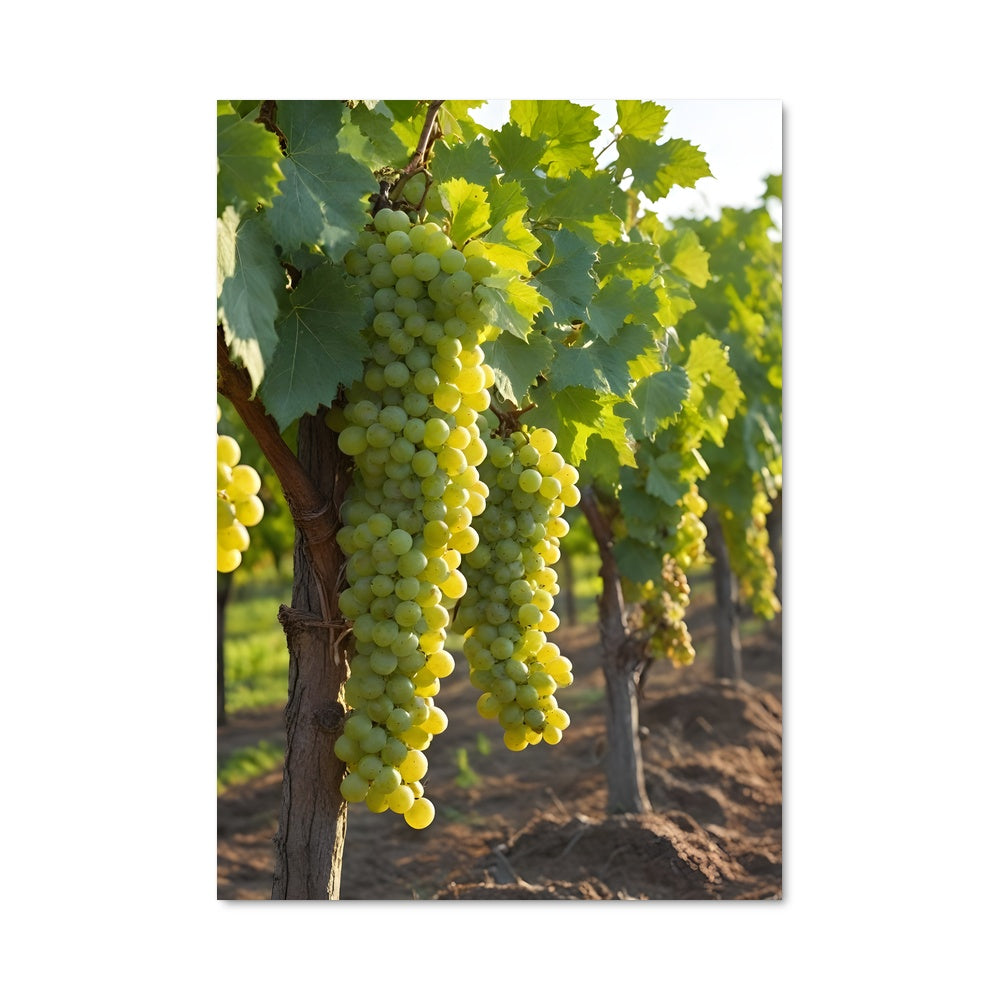 Poster Vendanges Enchantées