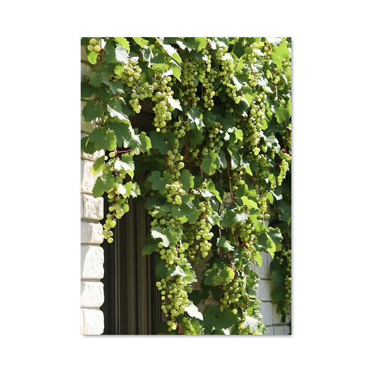 Poster La Grappes Enchantée