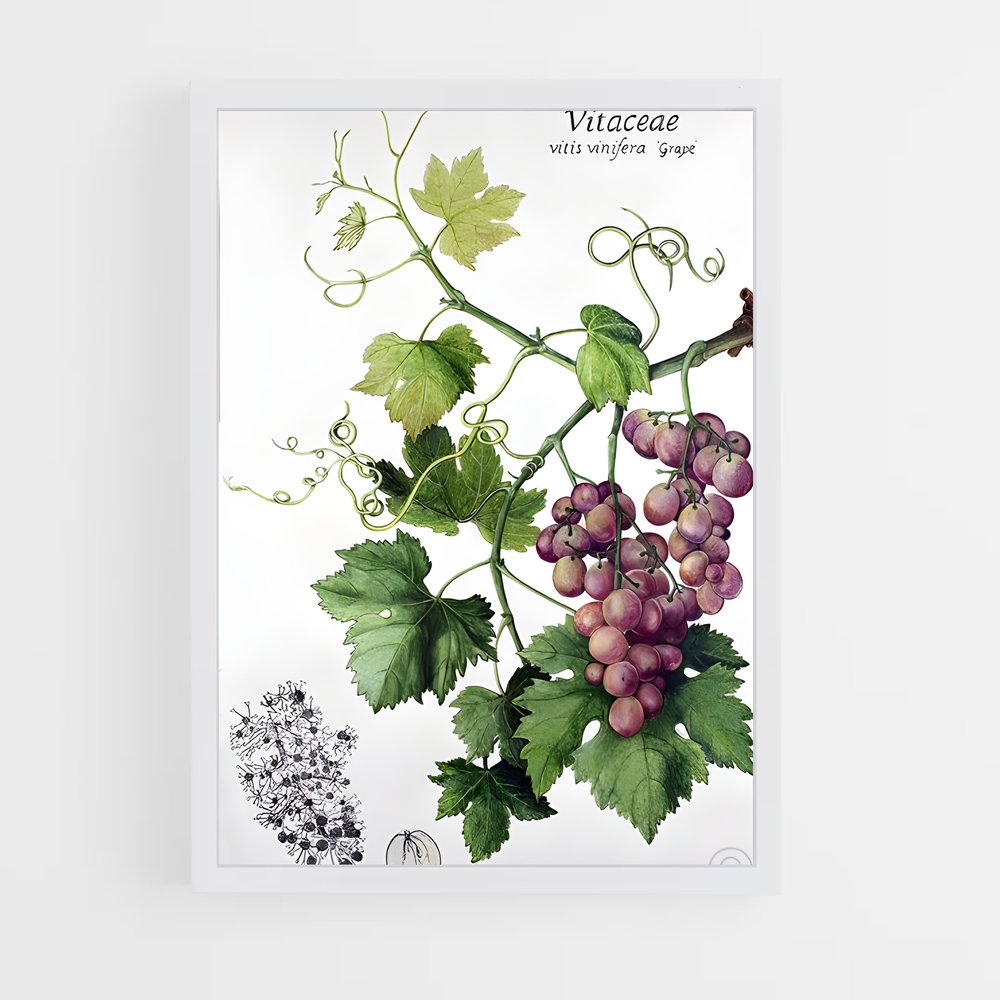 ap-grape vine-1 cadre Blanc