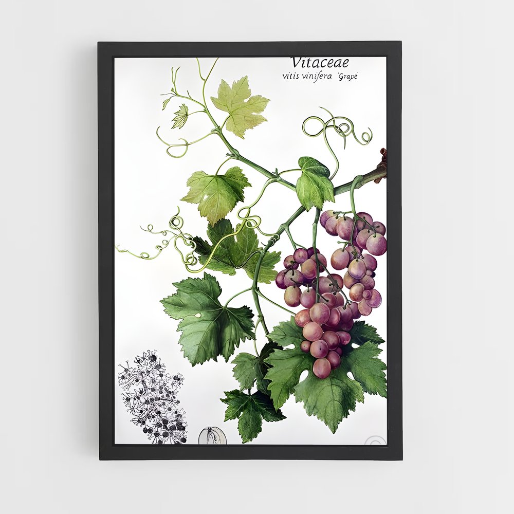 ap-grape vine-1 cadre Noir