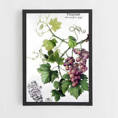 ap-grape vine-1 cadre Noir