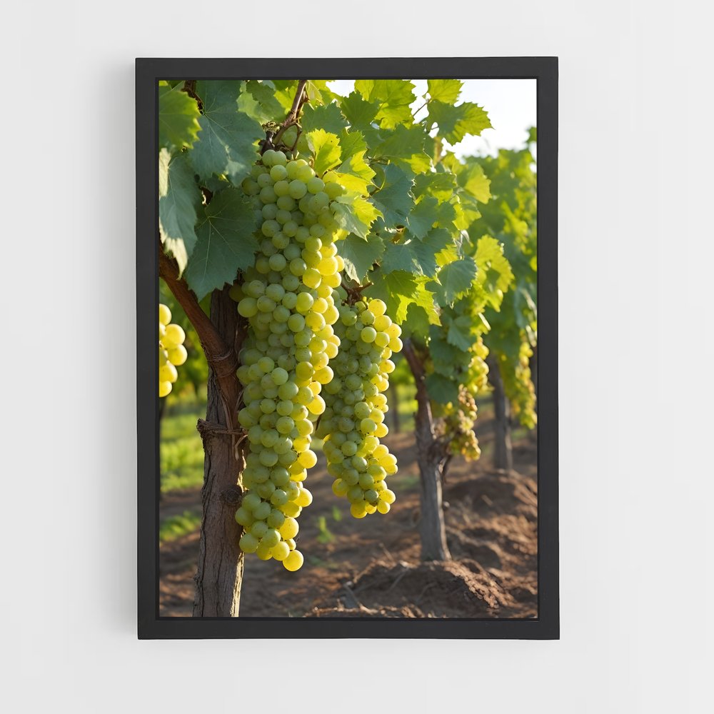 ap-grape vine-3 cadre Noir