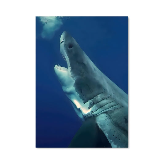 Poster Great white shark encounters 67975