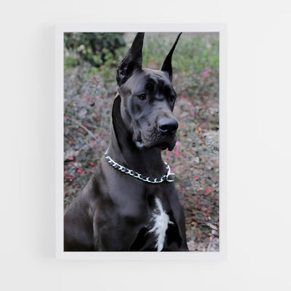 ap-great dane-3 cadre Blanc