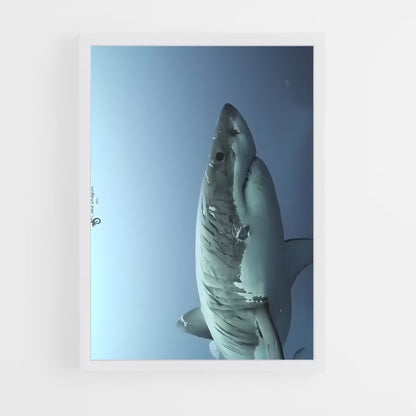 ap-great white shark encounters-4 cadre Blanc