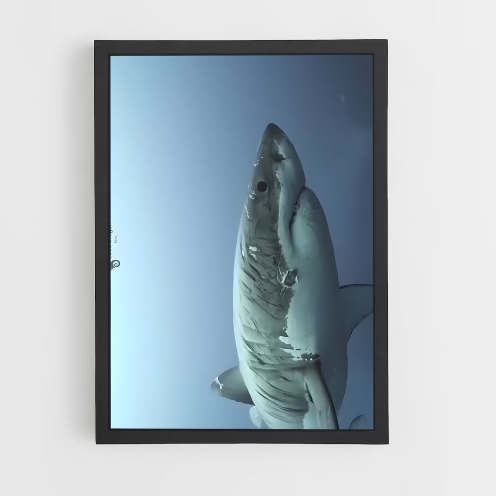 ap-great white shark encounters-4 cadre Noir