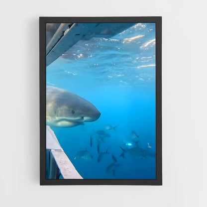 ap-great white shark encounters-5 cadre Noir