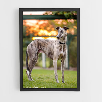 ap-greyhound-8 cadre Noir
