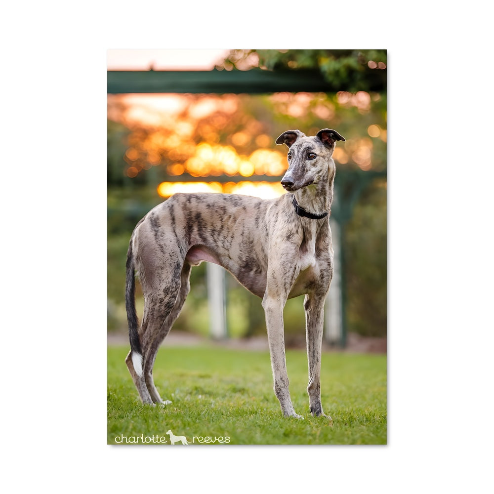 Poster Grace des Prairies