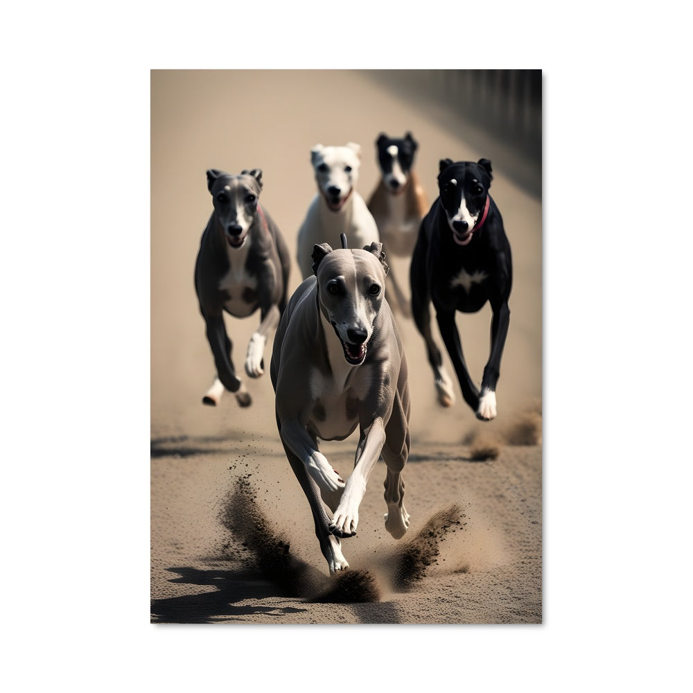 Poster Course des Greyhounds