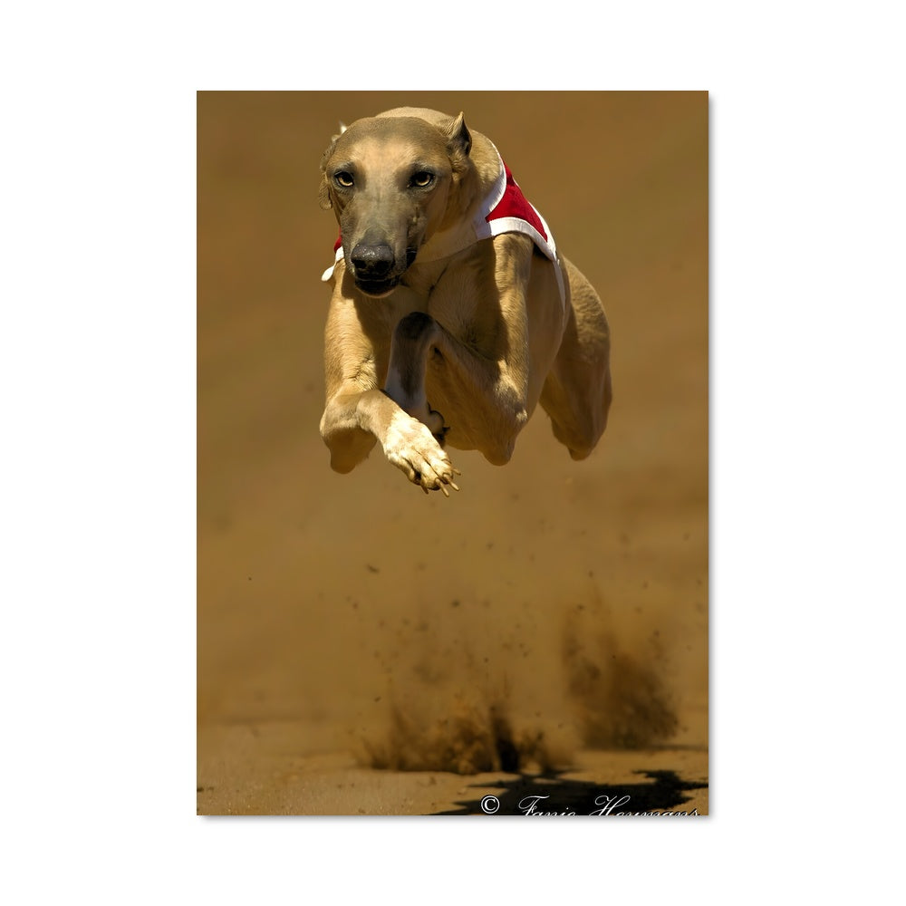 Poster Saut de Loup