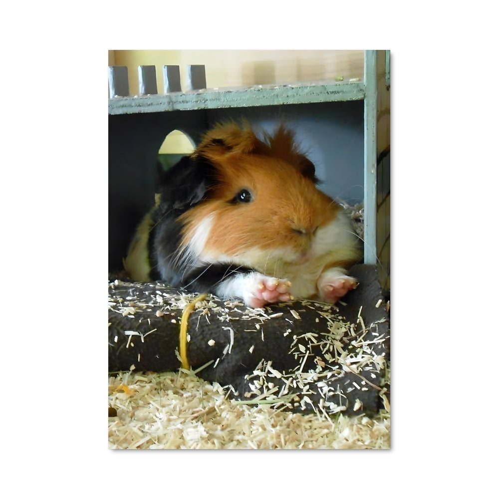 Poster Câlin de Cobaye