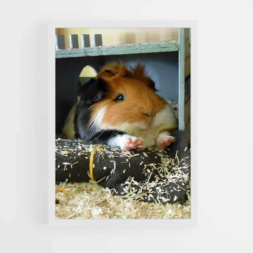 ap-guinea pig-1 cadre Blanc