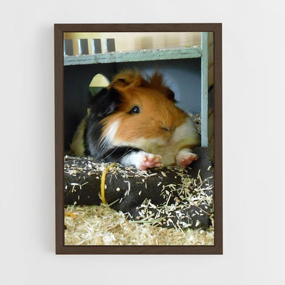 ap-guinea pig-1 cadre Bois foncé