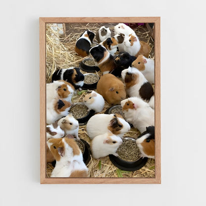 ap-guinea pig-2 cadre Bois clair