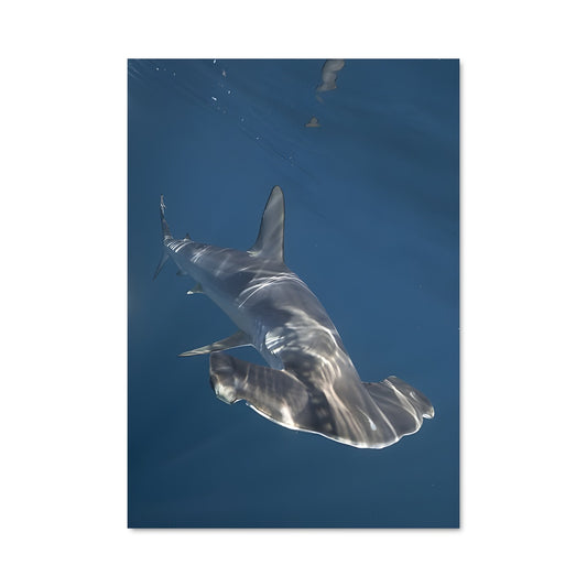 Poster Hammerhead shark 83699