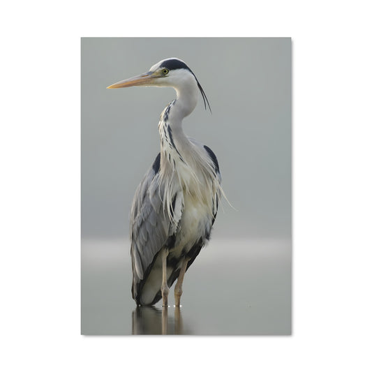 Poster Héron Mystique