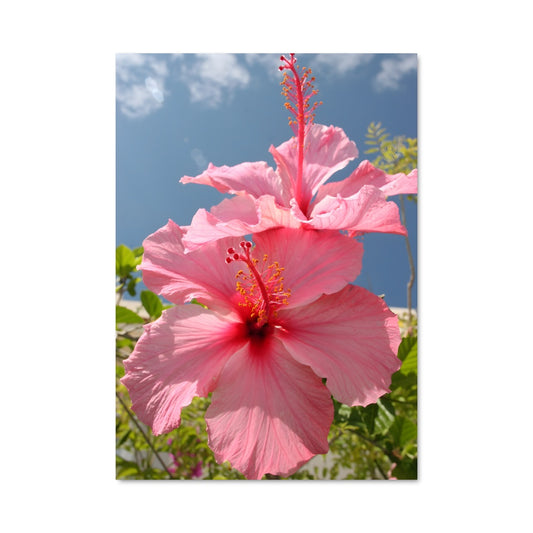 Poster Hibiscus 96586