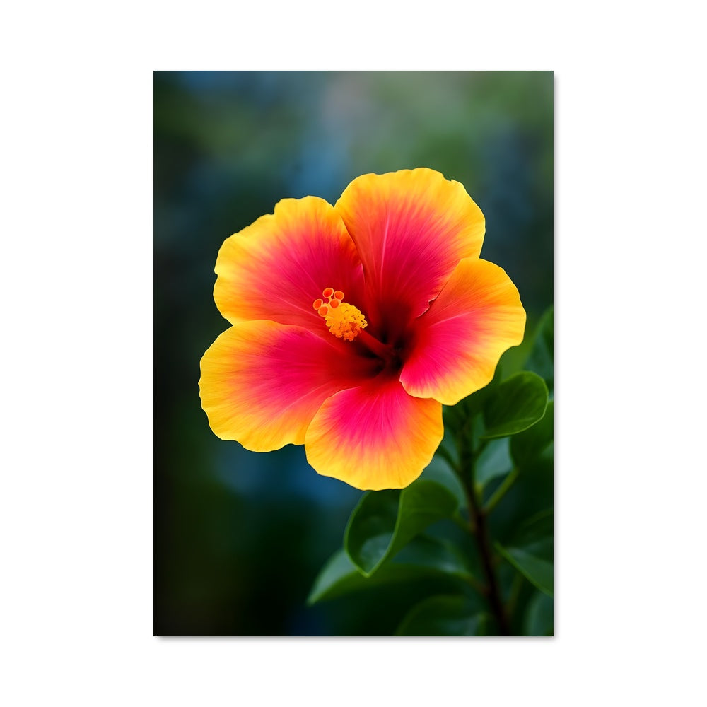 Poster Hibiscus 96574