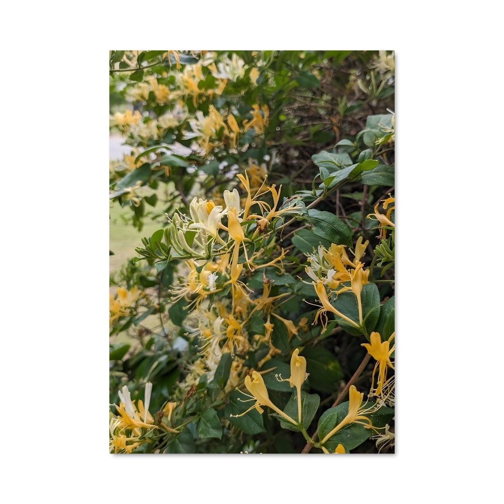 Poster Éclat de Miel