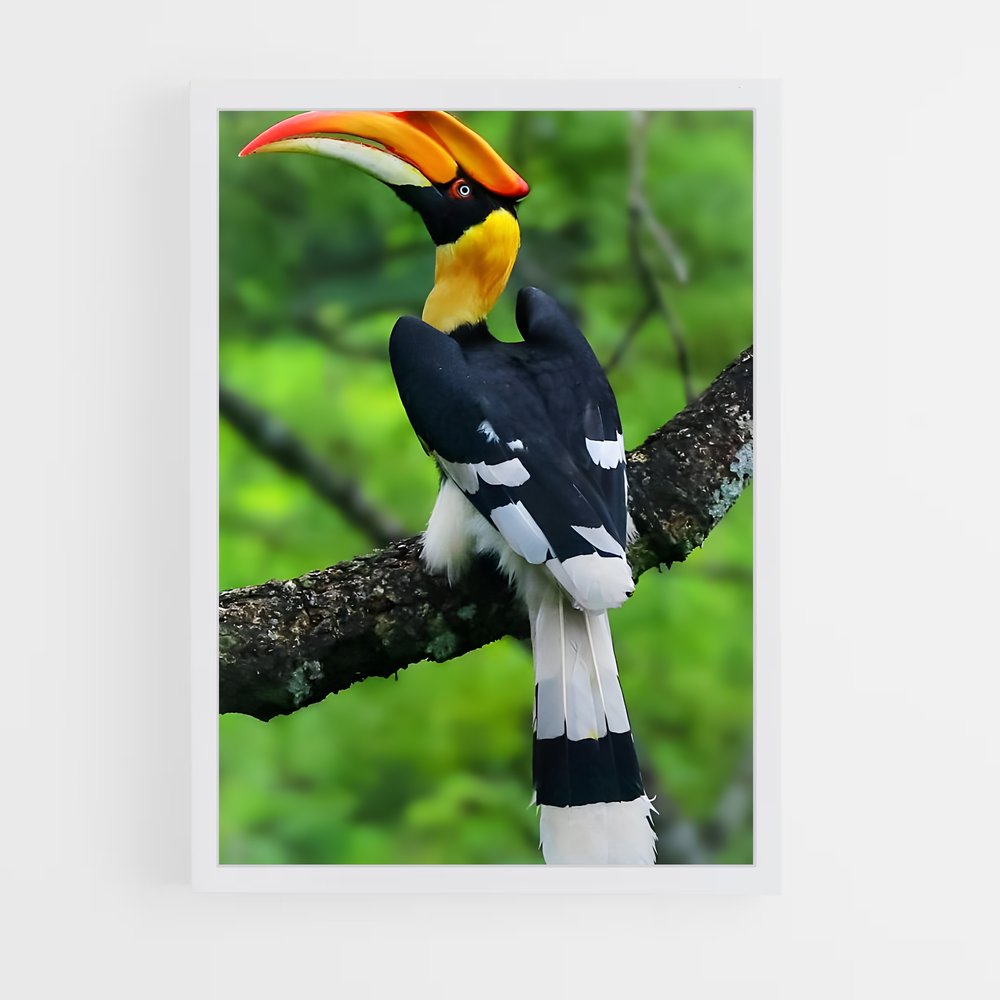 ap-hornbill-1 cadre Blanc
