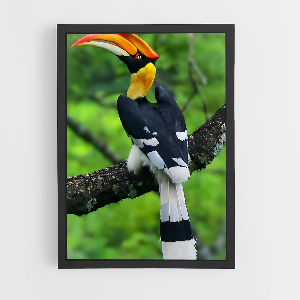 ap-hornbill-1 cadre Noir