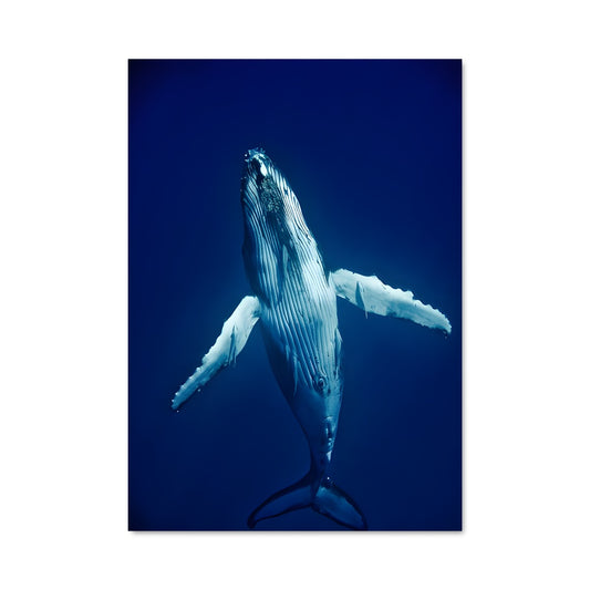 Poster Chant des Baleines