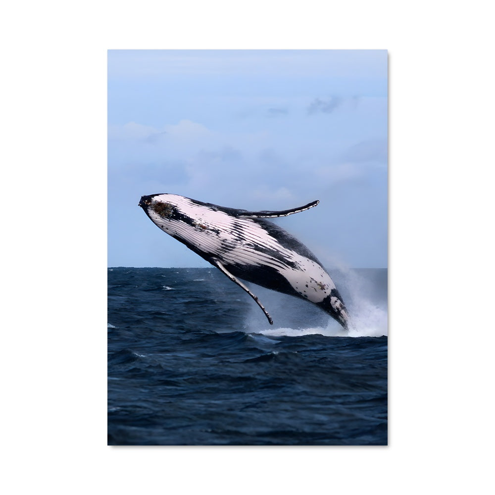 Poster Saut de la Baleine