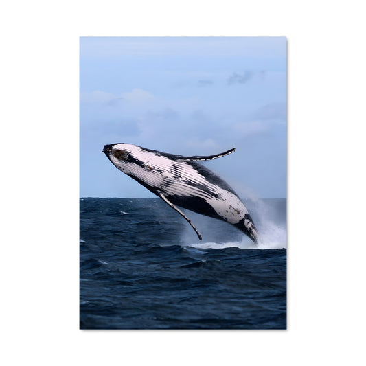 Poster Saut de la Baleine