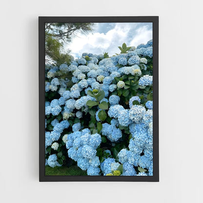 ap-hydrangea-1 cadre Noir