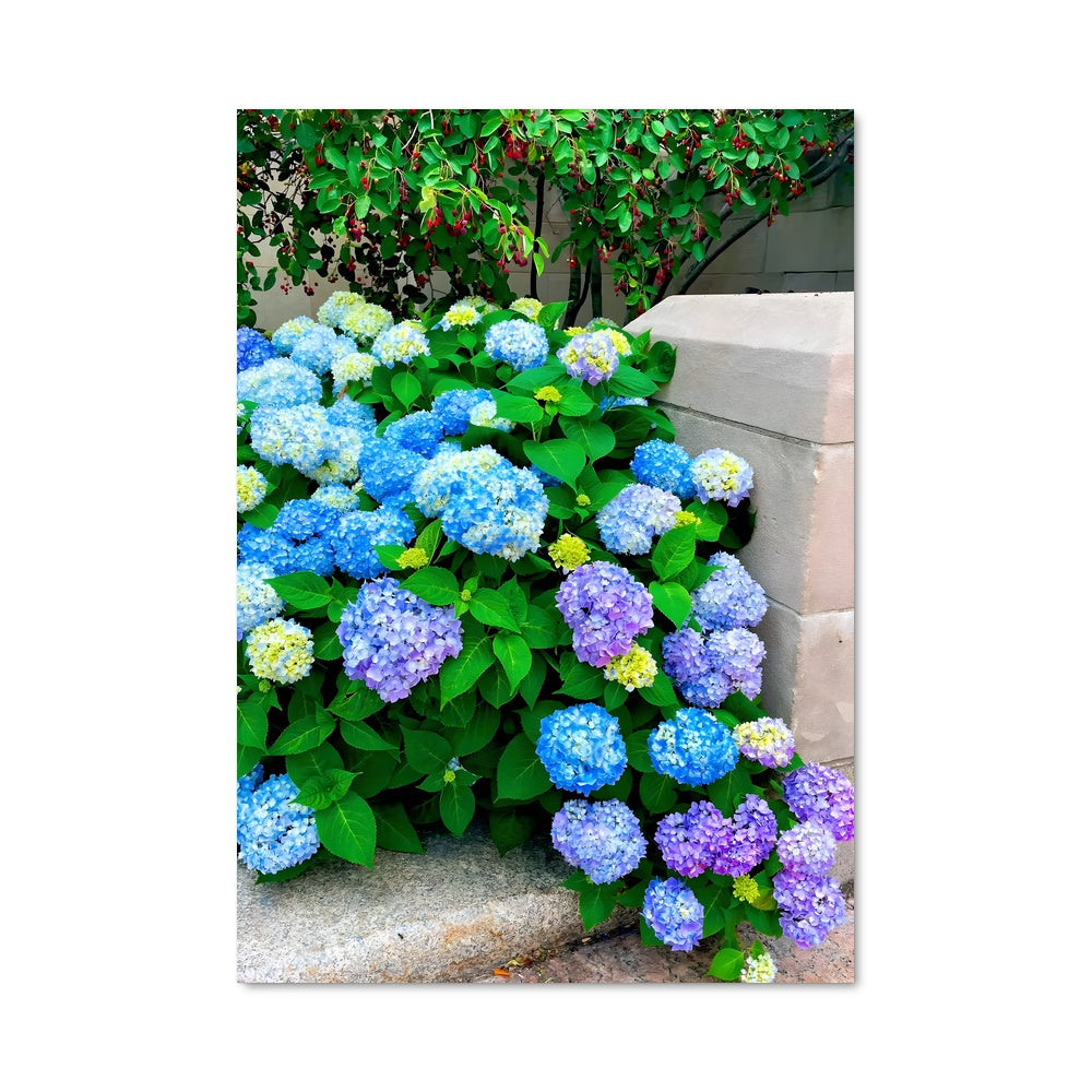 Poster Hydrangea 96597