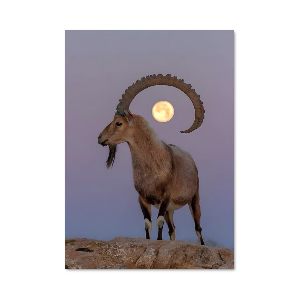 Poster Sommet Ibex