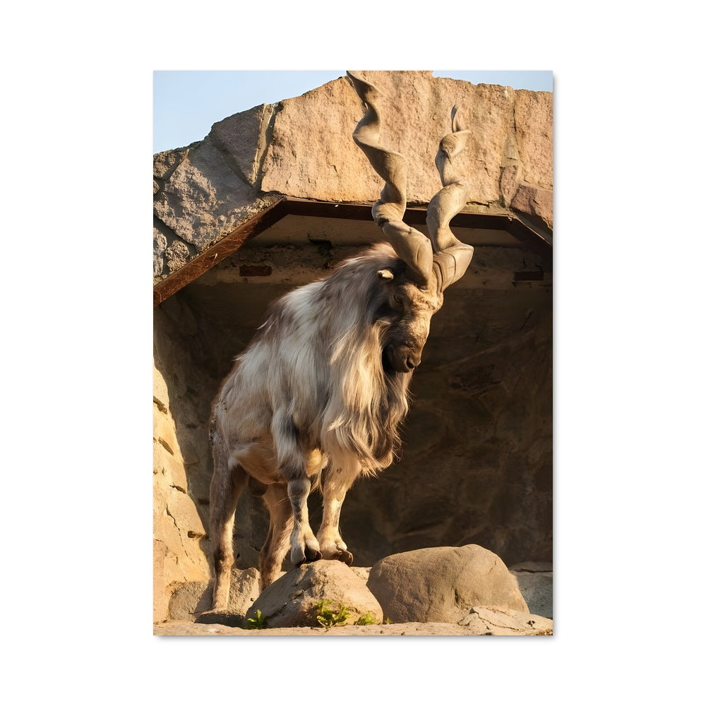 Poster L'Ibex Équilibriste