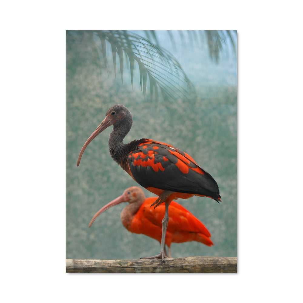 Poster L'Ibis Éloquent