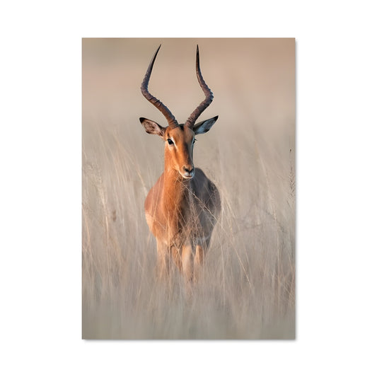 Poster Silhouette d'Acerbi