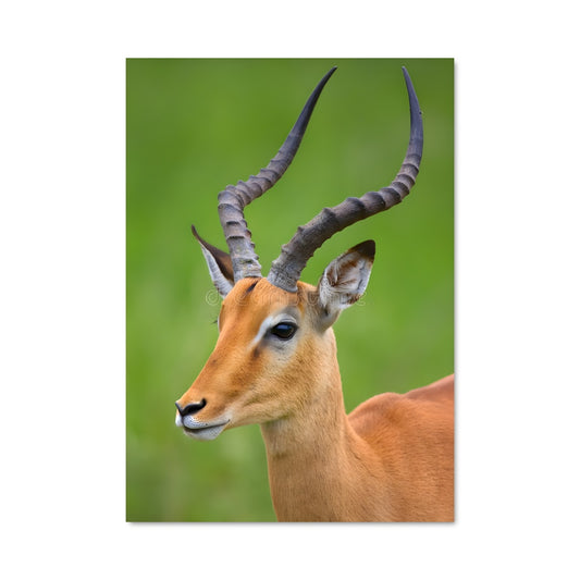 Poster La Grâce Sauvage