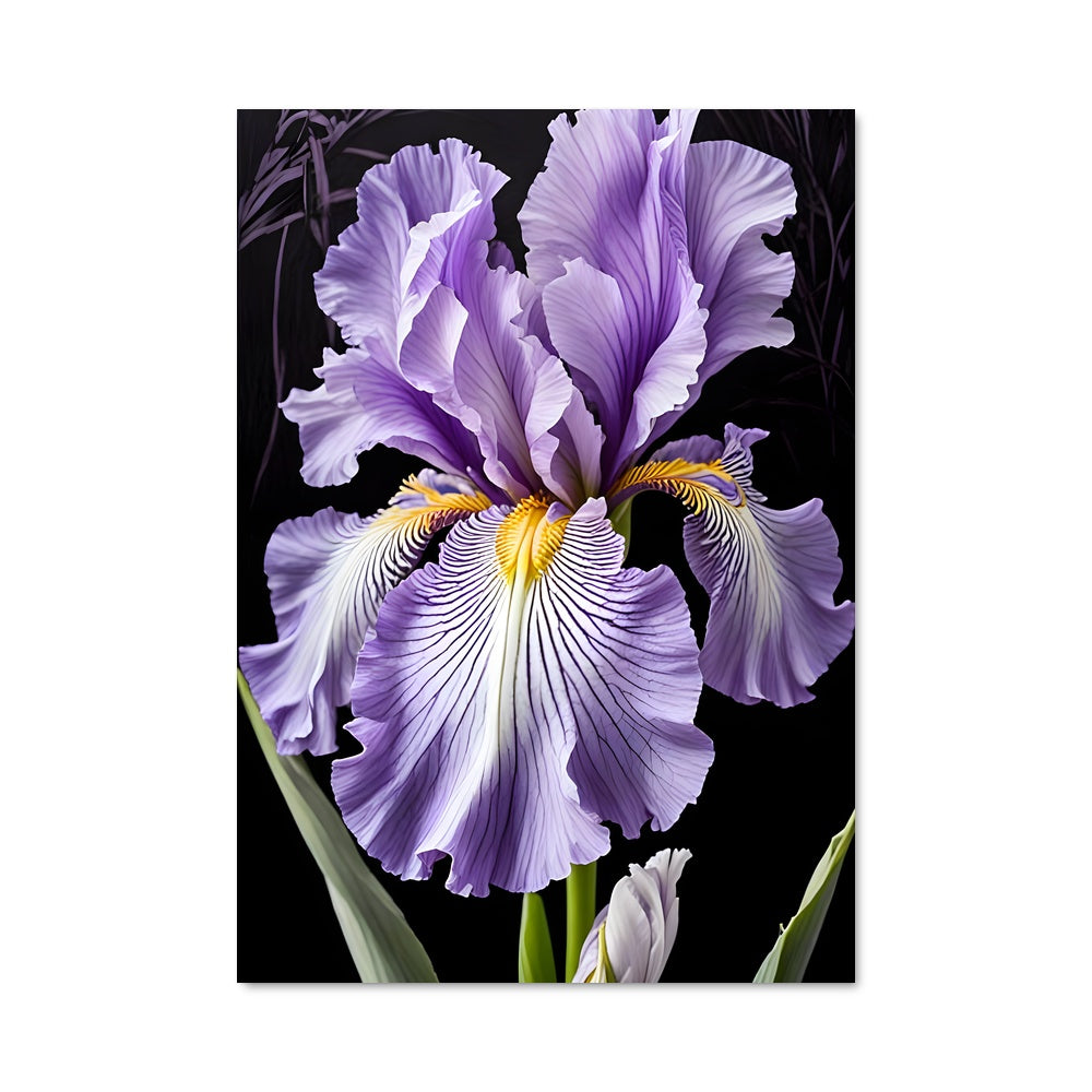 Poster Fleur de Lila