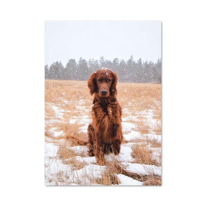 Poster L'Irish Setter dans la Neige