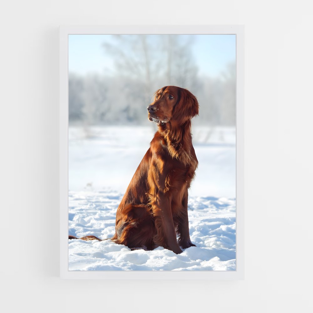 ap-irish setter-2 cadre Blanc