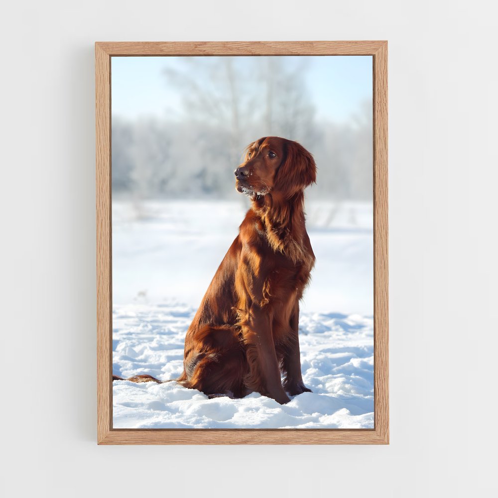 ap-irish setter-2 cadre Bois clair