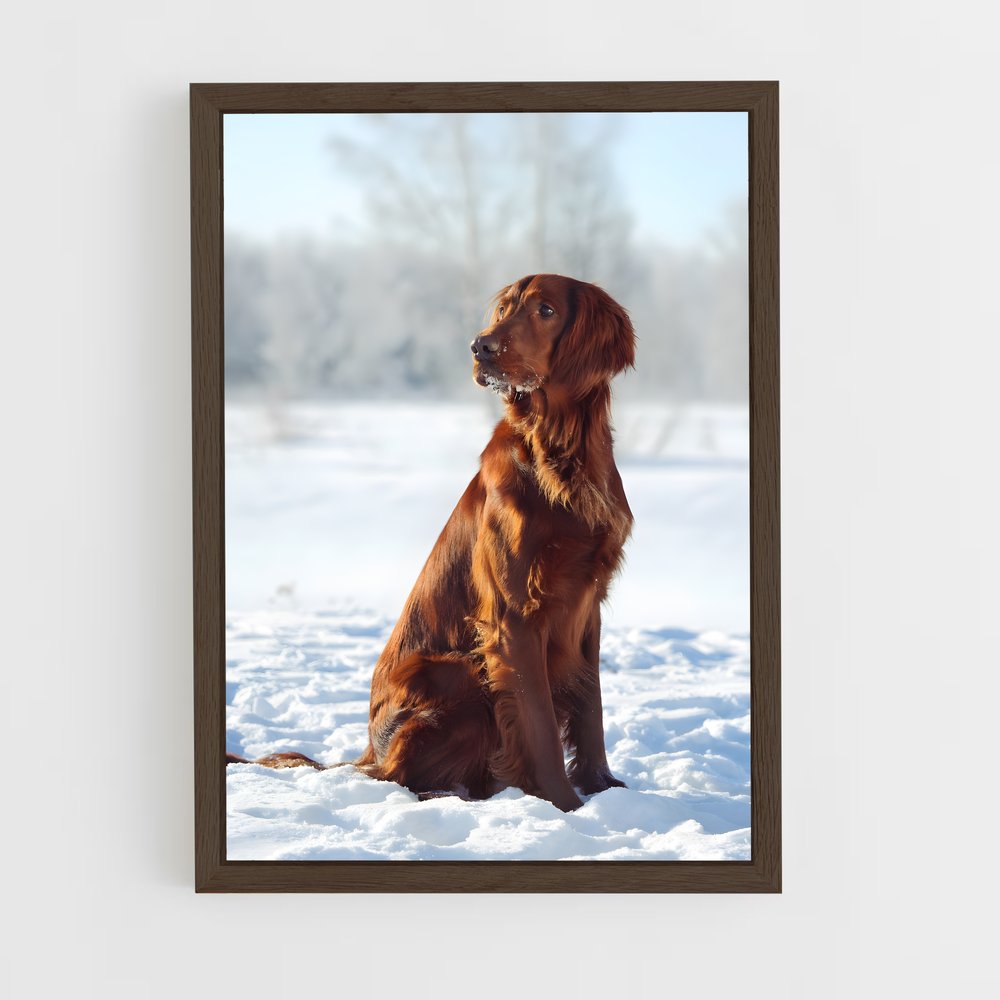 ap-irish setter-2 cadre Bois foncé