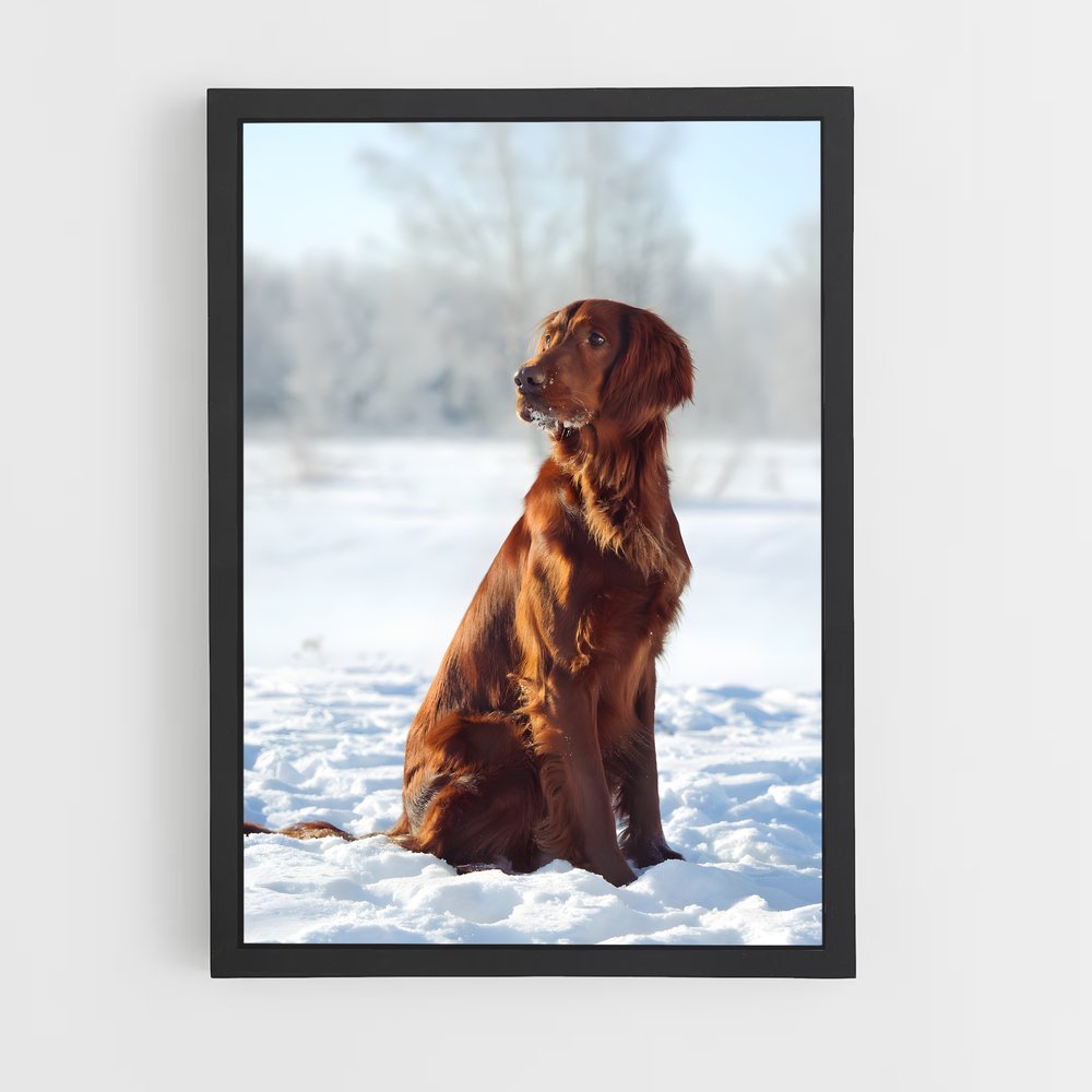 ap-irish setter-2 cadre Noir