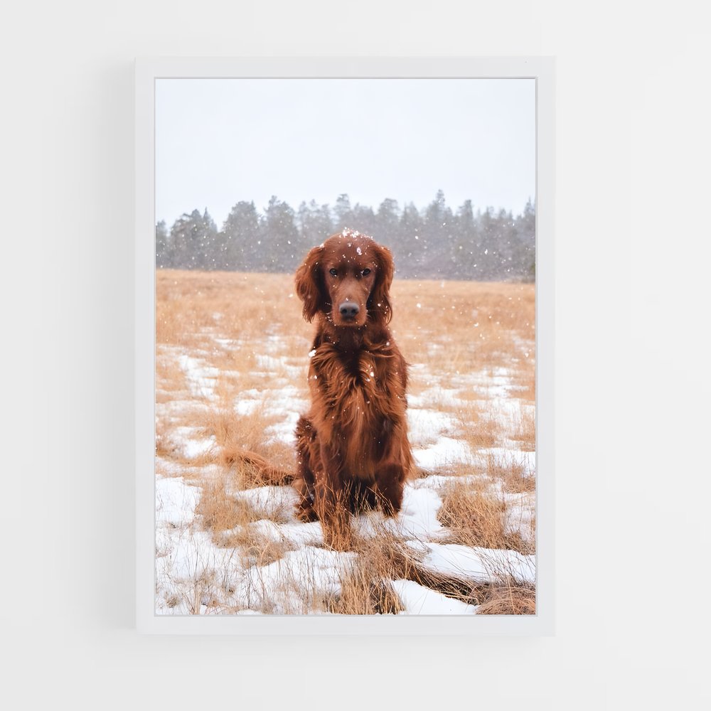 ap-irish setter-3 cadre Blanc