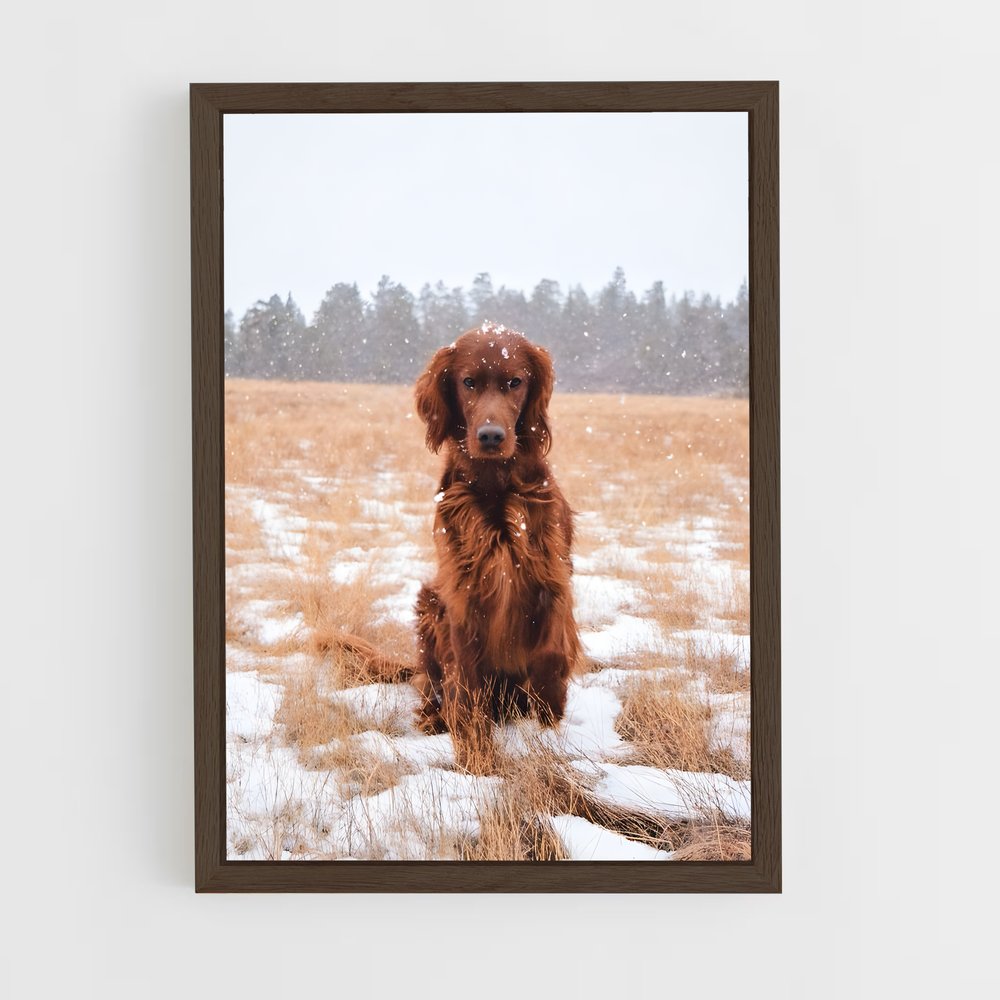 ap-irish setter-3 cadre Bois foncé
